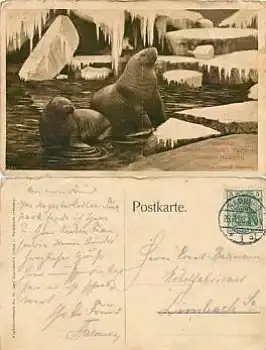 Stellingen Hamburg Walross Hagenbeck Tierpark o 26.7.1908