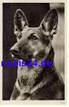 Deutscher Schäferhund *ca.1930