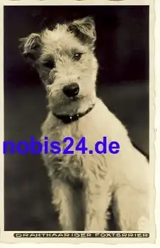 Foxterrier Hund *ca.1935