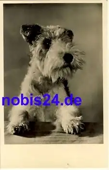 Schnauzer Hund o 1961