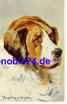Bernhardiener Hund Künstlerkarte Donadini *ca.1910