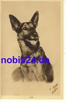 Deutscher Schäferhund o 1927