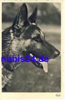 Deutscher Schäferhund *ca.1935