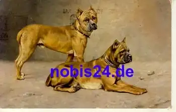 Boxer Hund Künstlerkarte o 1928