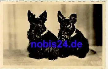 scottish terriers Hunde  o 1960