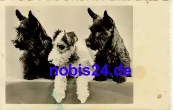 Riesenschnauzer Hund *ca.1935