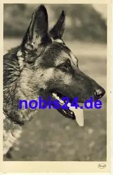 Deutscher Schäferhund *ca.1935