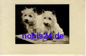 Junge Hunde o 1941