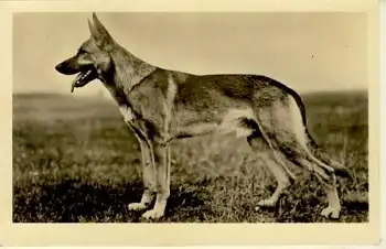 Deutscher Schäferhund *ca.1930