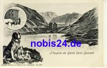 Bernhardiener Hund o 1905