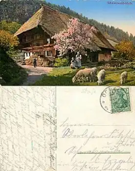 Schafe vor Schwarzwaldhaus o 24.7.1907