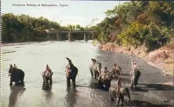 badende Elefanten in Ceylon * ca. 1930
