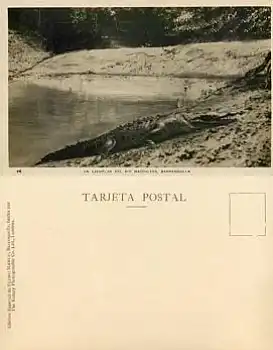 Krokodil rio magdalena Kolumbien *ca. 1940