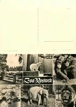 Rostock Zoo Affen Elefant Eisbär Robbe Löwe  *ca. 1964