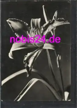 Orchidee o ca.1969