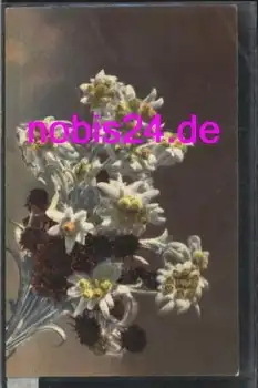 Edelweiss *ca.1935
