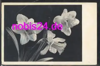 Narzissen o 21.5.1942