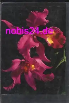 Orchideen  *ca.1980