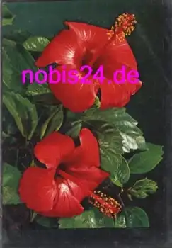 Hibiscus *ca.1980