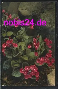 Primula viscosa *ca.1935