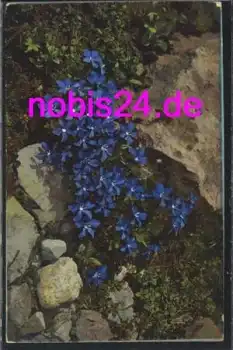 Gentiana verna Blume *ca.1935