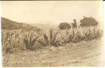 Kaktus Mexico, Mt. Orizaba * ca. 1910
