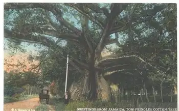Tom Pringles cotton Tree (Riesenbaum) Jamaica * ca. 1920