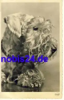 Schnauzer Hund *ca.1950