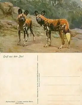 Hyänen Hund Südafrika *ca.1920