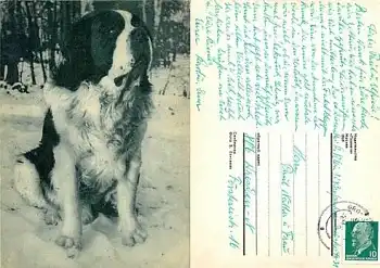 Bernhardiner Hund o 1969