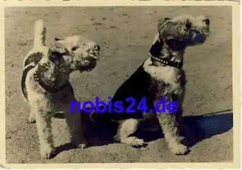 Schnauzer Hund o 1942