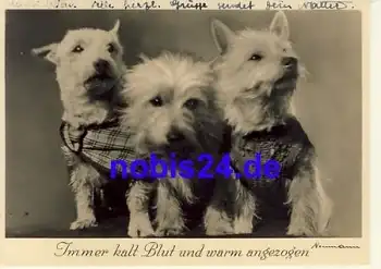 Weisse Hochlandterrier o 1939