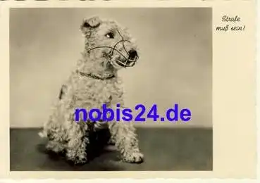 Foxterrier *ca.1950