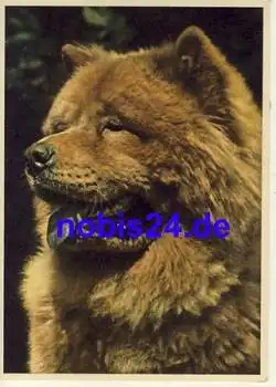 Chow Chow Hund *ca.1950