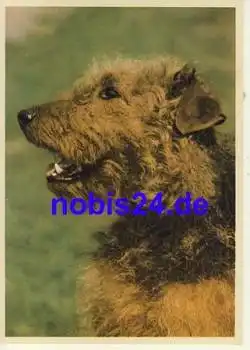 Airedale Terrier *ca.1950
