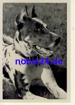 Dogge Hund Fotokarte *ca.1950