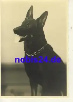 Deutscher Schäferhund Fotokarte *ca.1940