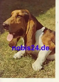 Basset Hound *ca.1950