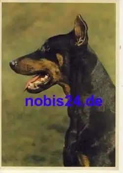 Dobermann Hund *ca.1940