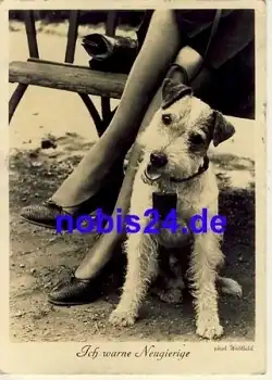 Foxterrier o 1942