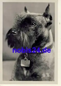 Schnauzer Hund Pfeffer und Salz *ca.1950