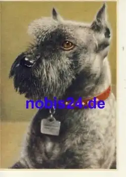 Schnauzer Hund *ca.1950