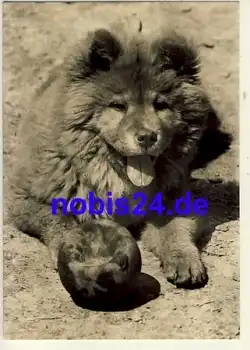 Chow Chow Hund o ca.1965