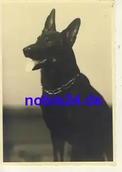 Deutscher Schäferhund *ca.1940