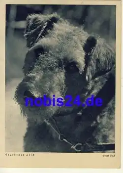 Riesenschnauzer *ca.1940