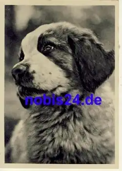 Bernhardiner Hund *ca.1940