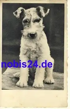 Foxterrier Hund o 1914