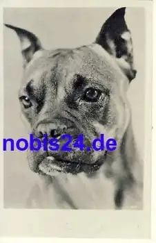 Deutscher Boxer Hund *ca.1955
