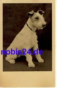 Foxterrier Hund *ca.1950