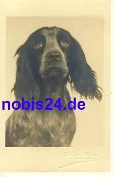 Englischer Springer Spaniel Fotokarte  *ca.1940